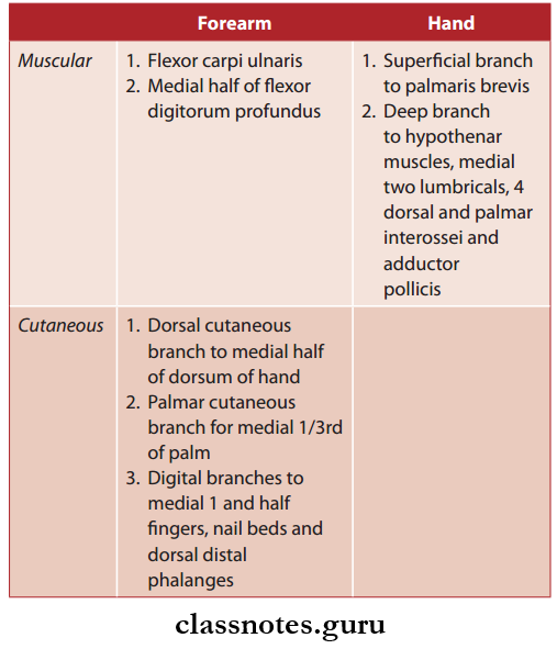 Nerves Of Upper Limb Ulnar Nerve Branches And Supply Flow Chart