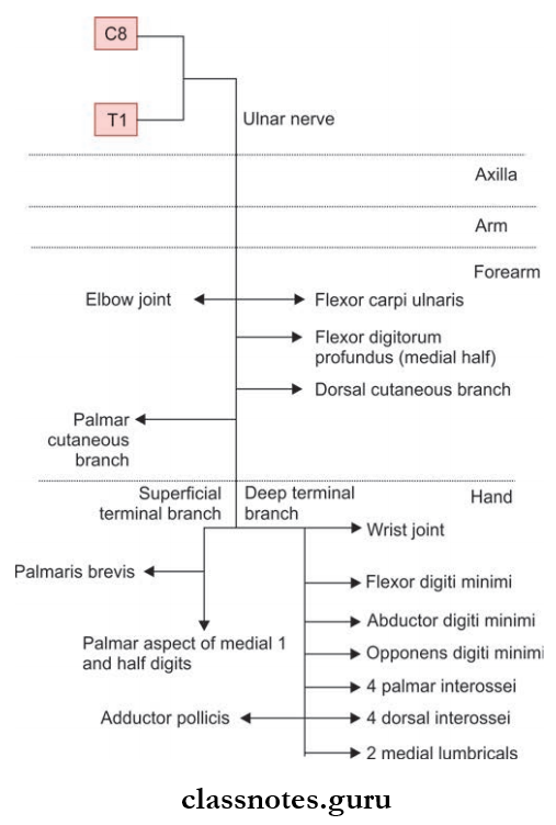 Nerves Of Upper Limb Ulnar Nerve