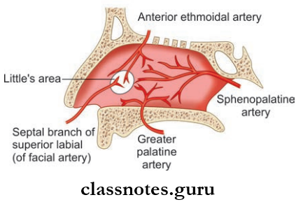 Nose And Paranasal Sinuses Arterial Supply Of nasal Septum