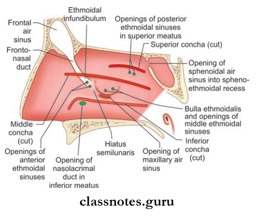 Nose And Paranasal Sinuses Lateral Wall Of The Nasal cavity After Removing The Conchae To Reveal Structures Deep To Them