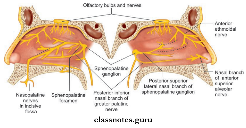 Nose And Paranasal Sinuses Nerve Supply Of Lateral Wall And Medial Wall Of Nasal Cavity