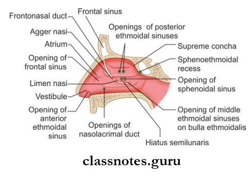 Nose And Paranasal Sinuses Openings In Lateral Wall Of Nasal Cavity