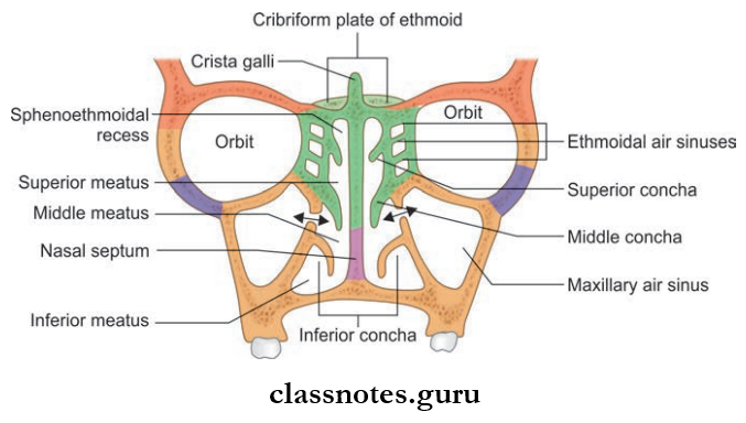 Nose And Paranasal Sinuses Paranasal Air Sinuses Around The Nasal Cavity