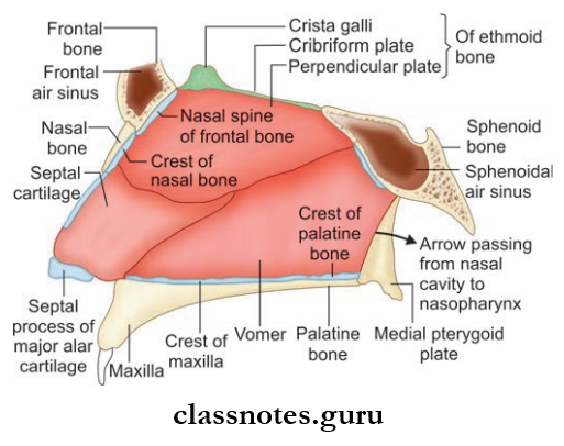 Nose And Paranasal Sinuses Skeletal Basis Of the Nasal Septum