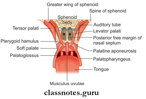 Oral Cavity And Tongue Extrinsic Muscles Of Soft Palate And Musculus uvulae As Seen In Coronal Section