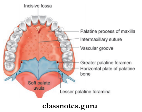 Oral Cavity And Tongue Inferior View Of Bony And Soft Palate