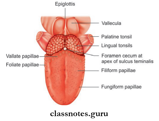Oral Cavity And Tongue Macroscopic Or gross Appearance Of Dorsum Of Tongue