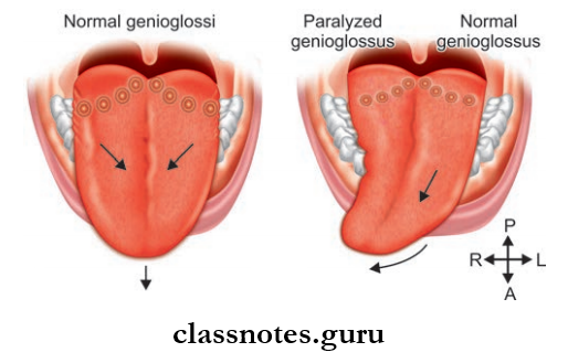 Oral Cavity And Tongue Movements Of Tongue
