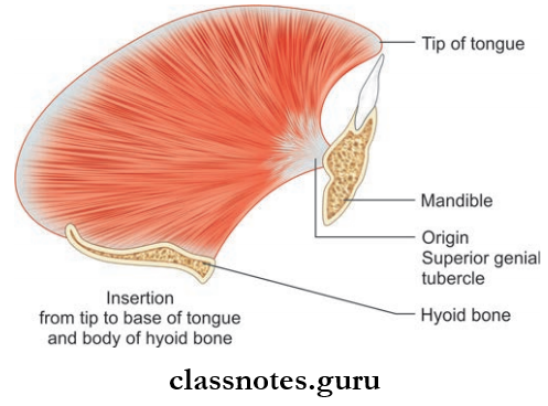Oral Cavity And Tongue Narrow Origin And Wide Insertion Of Genioglossus