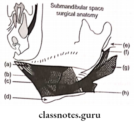 Orofacial And Neck Infections Sublingual Space Anatomy