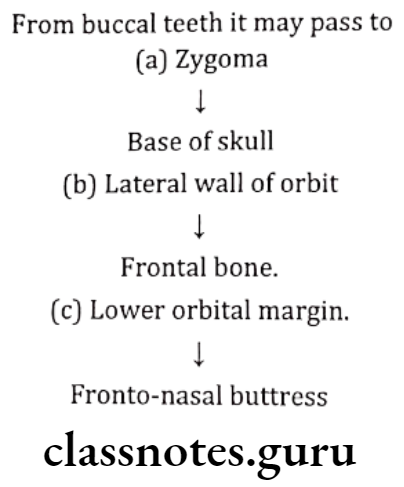 Orthodontics Functional Development Malar Zygomatic