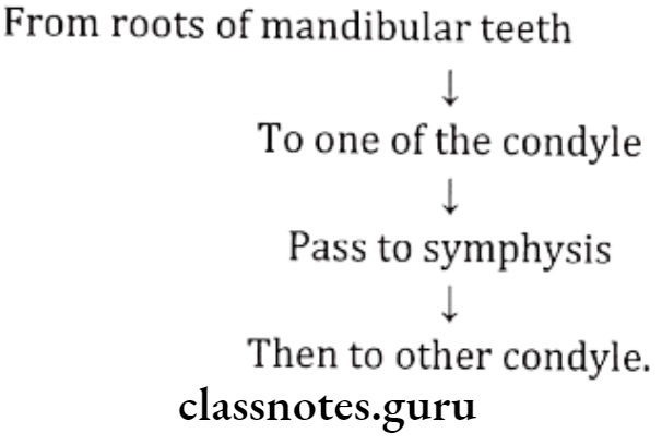 Orthodontics Functional Development Mandible