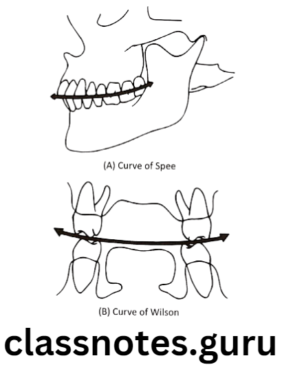 Orthodontics Occlusion Basic Concepts Curve of Spee and Curve of Wilson
