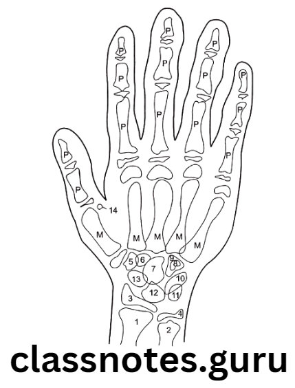Orthodontics Skeletal Maturity Indicators Anatomy of hand wrist