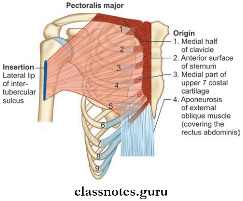 Pectoral Region Attachments Of The Pectoralis Major
