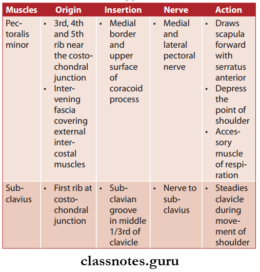 Pectoral Region Pectoral Muscles