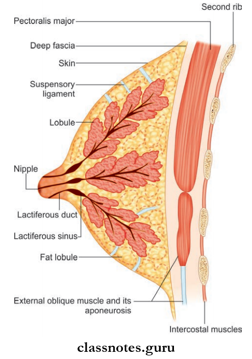 Pectoral Region Schematic Vertical Section Through The Breast
