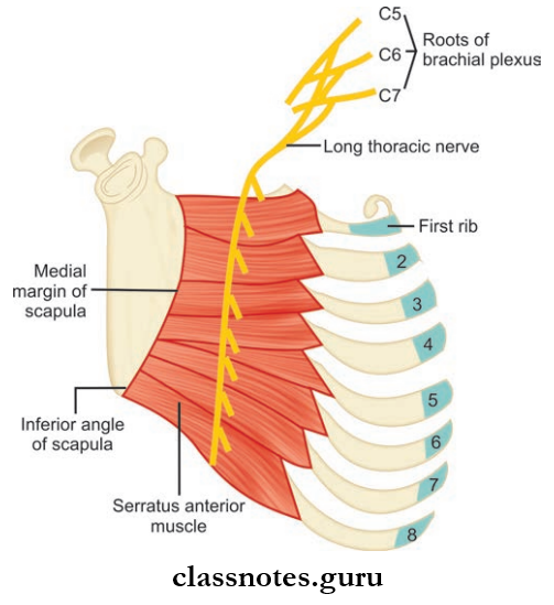 Pectoral Region Serratus Anterior Muscle In The Medical Wall Of Axilla And Long Thoracic Nerve