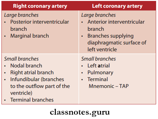 Pericardium And Heart Branches Of Coronary Arteries