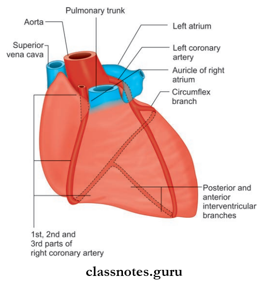 Pericardium And Heart Coronary Arteries And Their Interventricular Branches