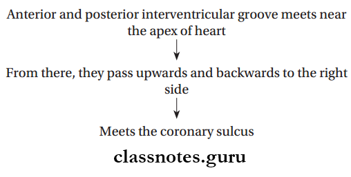 Pericardium And Heart Course Of interventricular Grooves