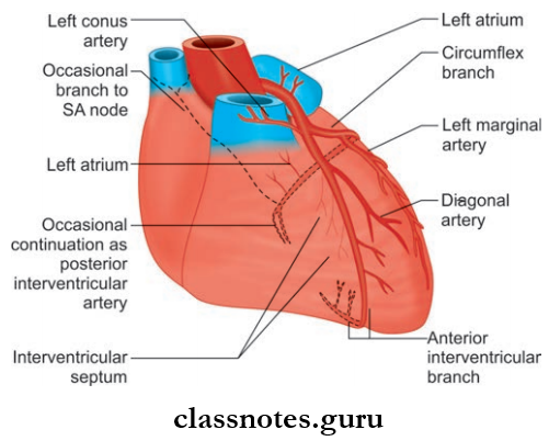Pericardium And Heart Distribution Of The Left Coronary Artery