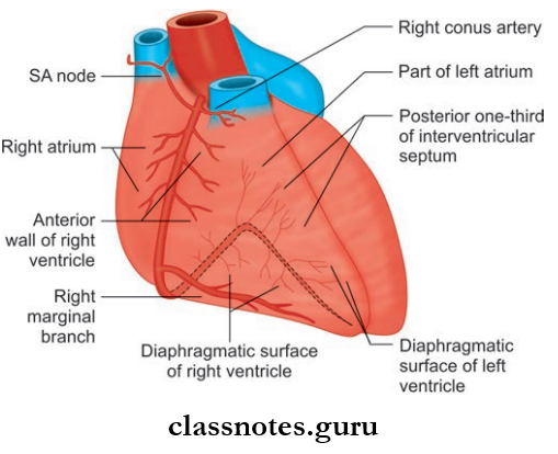 Pericardium And Heart Distribution Of The Right Coronary Artery