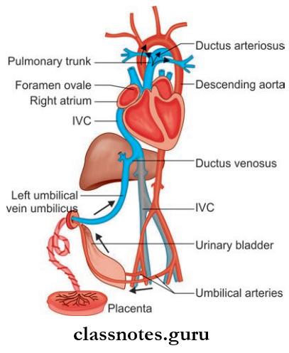 Pericardium And Heart Fetal Circulation
