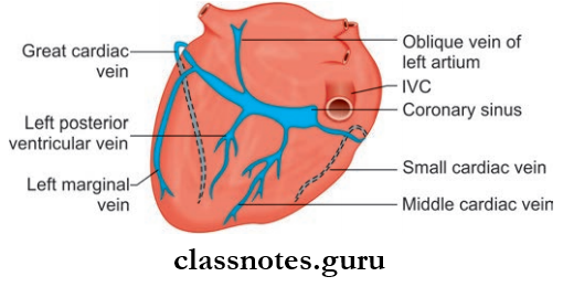 Pericardium And Heart Posteroinferior View Showing Veins Of heart