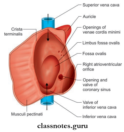 Pericardium And Heart Right Atrium Viewd From The Right Side After Cutting Its Wall Along Its Upper, Anterior And Inferior Margins, And Turning The Flap Backwards