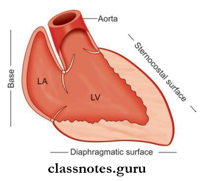 Pericardium And Heart Schematic Representation Of Vertical Section In An Oblique Plane Passing Through The Left Half Of The Heart