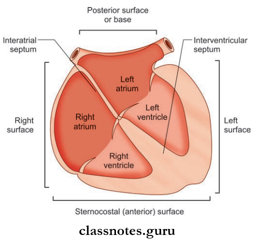 Pericardium And Heart Schematic Transverse Section Through The Heart To Show Various Chambers