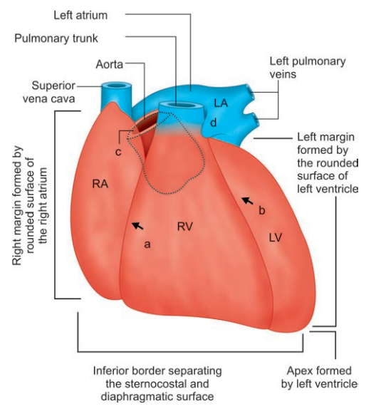 Pericardium And Heart Sternocostal Surface Of The Heart In Which The Aorta And Puilmonary Trunk Have Been Cut Just Above Their Origins To Show Left Atrium Is Hidden