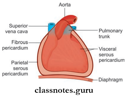 Pericardium And Heart layers Of Pericardium