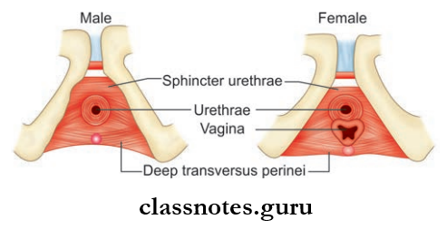 Perineum And True Pelvis Muscles Of Deep Perineal Pouches In Male And Female