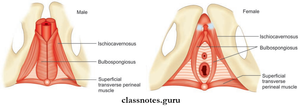 Perineum And True Pelvis Muscles Of Superficial Perineal Pouch In Male And Female