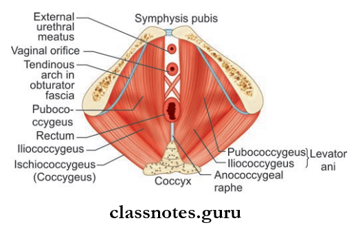 Perineum And True Pelvis Pelvic Diaphragm In Female