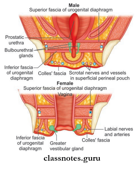 Perineum And True Pelvis Urogenital Diaphragm In Male And Female