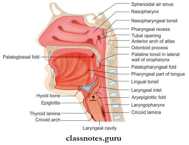 Pharynx Median Section Of Pharynx Is Nasopharynx, Oropharynx, Laryngopharynx