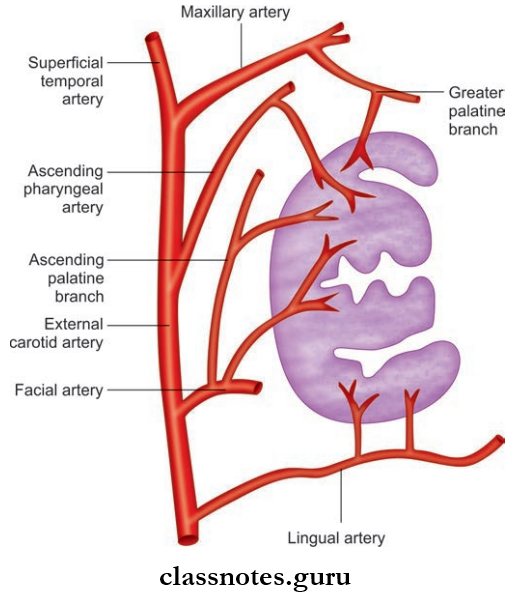 Pharynx Sources Of Arterial Supply Of Palkatine Tonsil