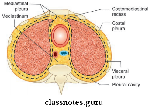 Pleurae Pleural Cavity And Costomediastinal Recess In Cross-section