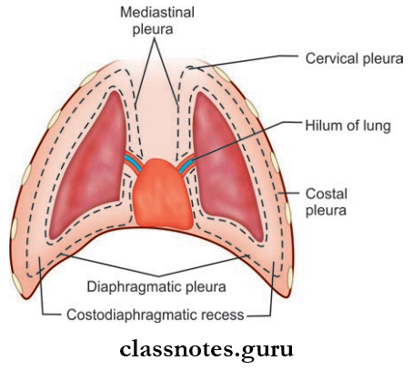 Pleurae Pleural Cavity And Costomediastinal Recess