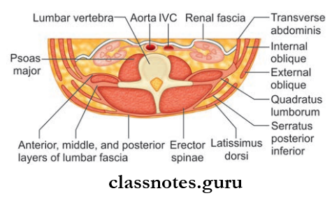 Posterior Abdominal Wall Vertebral Attachments Of Posterior, Middle And Anterior Layers Of Lumbar Fascia