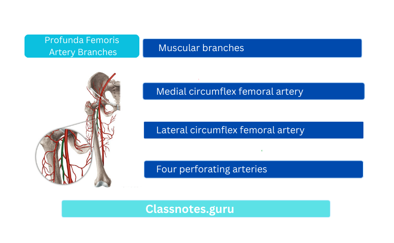 Profunda Femoris Artery Branches