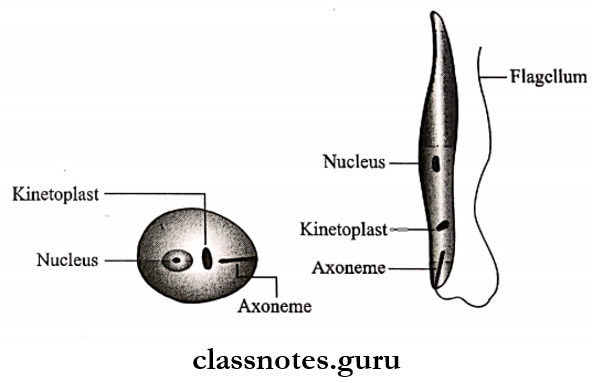 Protozoans Amastigote and promastigote forms of leishmania donovani