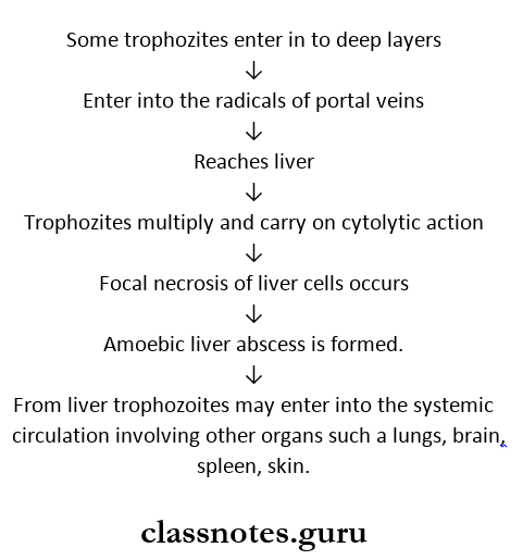 Protozoans Amoebic liver abscess