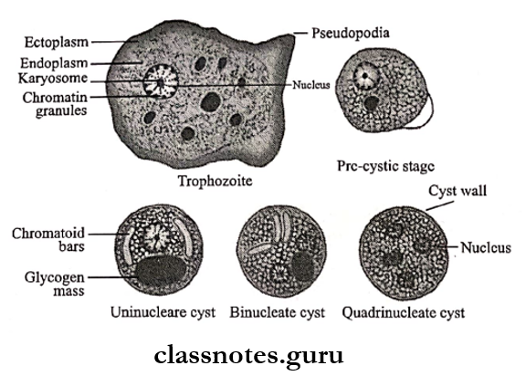 Protozoans Different morphological of Entamoeba histolytica