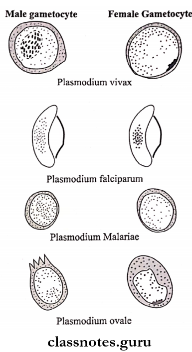 Protozoans Gametocytes of plasmodium species