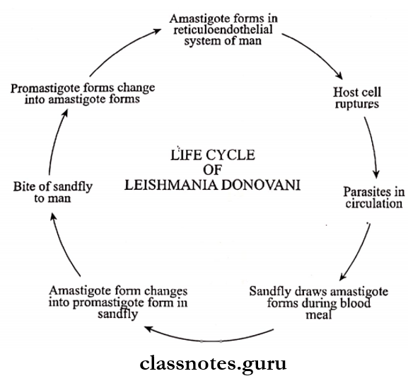 Protozoans Life Cycle Of Leishmania Donovani
