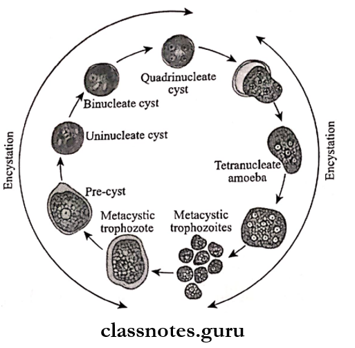 Protozoans Life cycle of Entamoeba histolytica